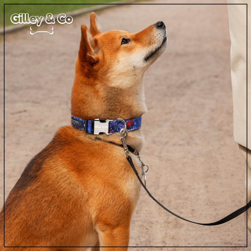 Gilley&Co Dog Collar and Leash Set - 8 Designs, 4 Sizes with Stainless Steel Buckle (Nautical)